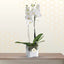 white phalaenopsis - flowers for house warming