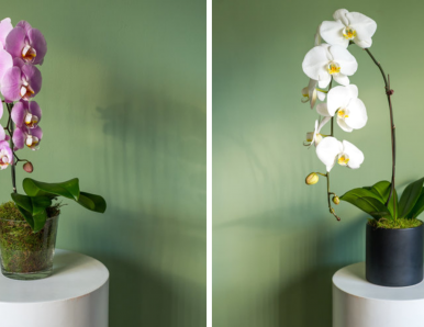 TOP TIPS ON CARING FOR PHALAENOPSIS ORCHID