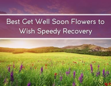 Best Get Well Soon Flowers to Wish Speedy Recovery