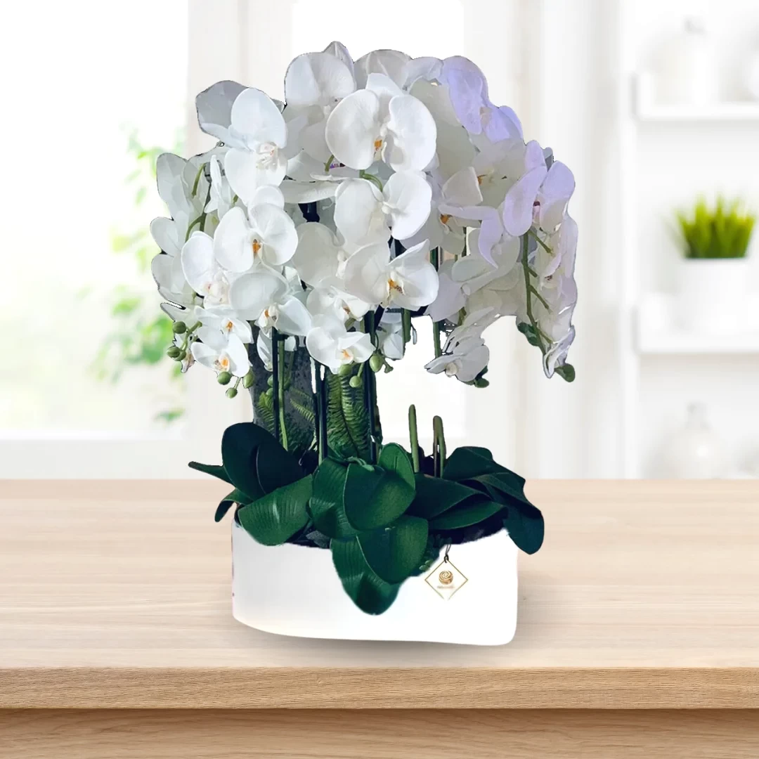 SHAILENE - Phalaenopsis Plant