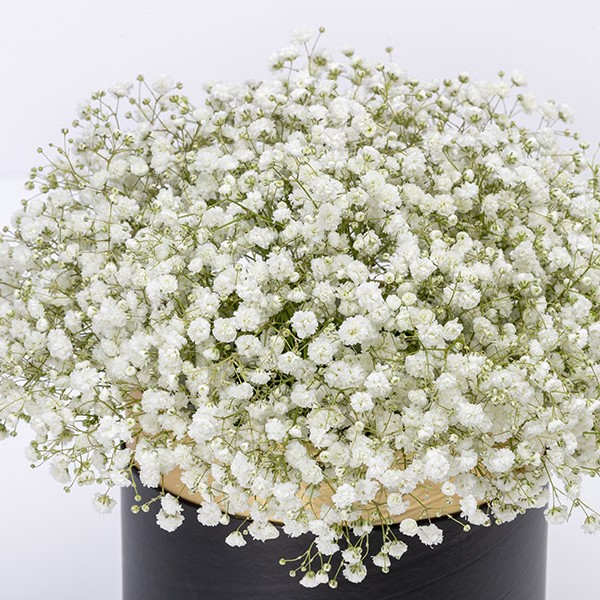 RABAT- Gypsofilla White Flowers Box