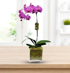 PHALAENOPSIS PURPLE