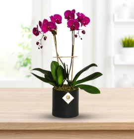 Purple Phalaenopsis 2 Stem in Pot