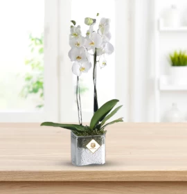 phalaenopsis plant white  2 PP