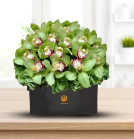 Green Cymbidium