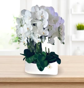 Phalaenopsis six stem