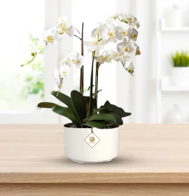 White Phalaenpsis Orchid Plants 5 Stem in Pot