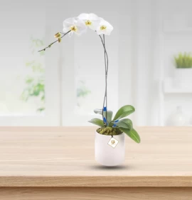 white phalaenopsis - flowers for house warming